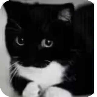 Sticker from miao~cute neko@unicouniuni3