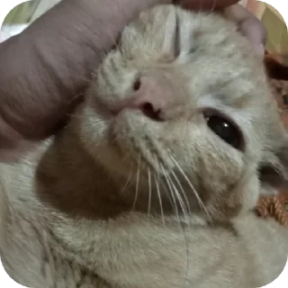 🐱 emoji Bibi ayang Telegram sticker 18 of 86