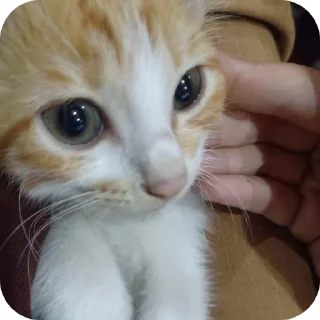 🐱 emoji Bibi ayang Telegram sticker 17 of 86