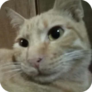 🐱 emoji Bibi ayang Telegram sticker 12 of 86