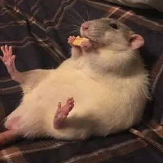 Sticker from im just a mouse
