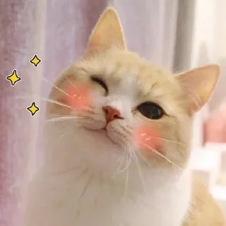 Sticker from Cute Cats