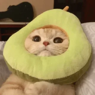 🐱 emoji °•Cute cats•° @StellarLadyy — @stckrRobot Telegram sticker 7 of 84