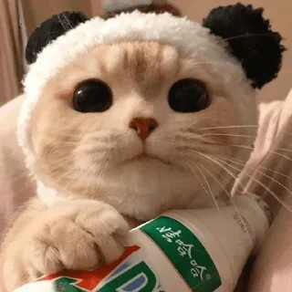 🐈 emoji °•Cute cats•° @StellarLadyy — @stckrRobot Telegram sticker 5 of 84