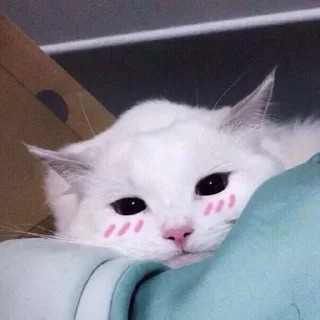 Sticker from °•Cute cats•° @StellarLadyy — @stckrRobot