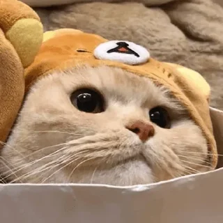 😹 emoji °•Cute cats•° @StellarLadyy — @stckrRobot Telegram sticker 16 of 84