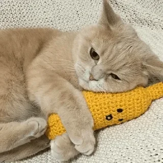 😿 emoji °•Cute cats•° @StellarLadyy — @stckrRobot Telegram sticker 17 of 84