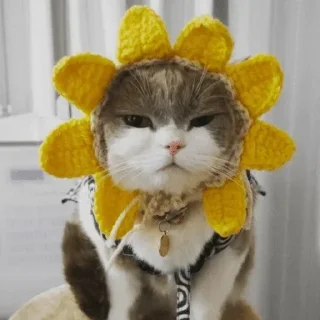😾 emoji °•Cute cats•° @StellarLadyy — @stckrRobot Telegram sticker 10 of 84
