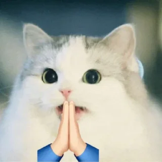 🙏 emoji @AnujSOfficial's Kang Pack Vol.1 Telegram sticker 21 of 92