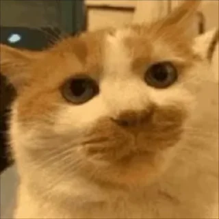 ⭐️ emoji 苹果IOS去广告群组水群专用 Telegram sticker 19 of 93