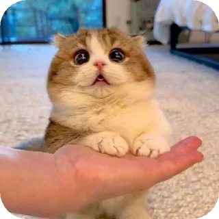 👍 emoji Harsheyyy🧸🤍's sticker pack (@Mikasa_Ackr_bot) Telegram sticker 14 of 75