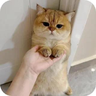 👍 emoji Harsheyyy🧸🤍's sticker pack (@Mikasa_Ackr_bot) Telegram sticker 10 of 75