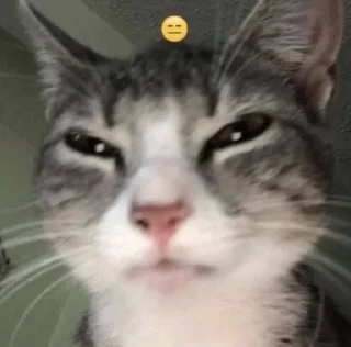 Sticker from котики