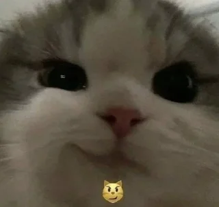 Sticker from котики