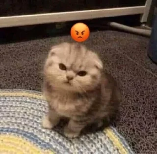 Sticker from котики