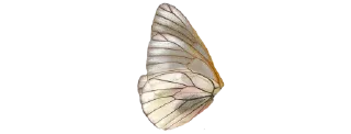 🌷 emoji ✿❁✿    @stickers_gifs_store Telegram sticker 17 of 30