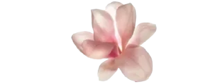 🌷 emoji ✿❁✿    @stickers_gifs_store Telegram sticker 23 of 30