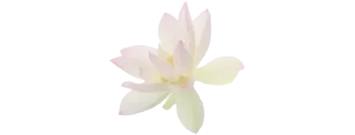 🌷 emoji ✿❁✿    @stickers_gifs_store Telegram sticker 22 of 30