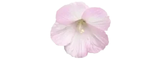 🌷 emoji ✿❁✿    @stickers_gifs_store Telegram sticker 13 of 30