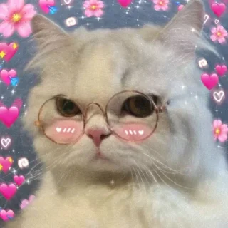 Sticker from @Opstickerpacks 🌟Aesthetic cats 💖