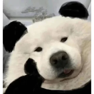 🐼 emoji Helios 的贴纸包（0） Telegram sticker 6 of 119