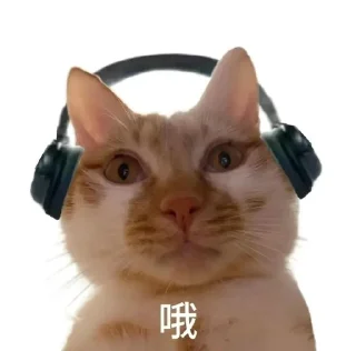 ⭐ emoji 猫meme @likeNSFW @ziyuansousuo4 Telegram sticker 8 of 15