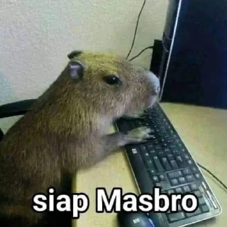 Sticker from masbro