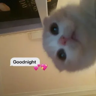 Sticker from salam, miaw miaw!