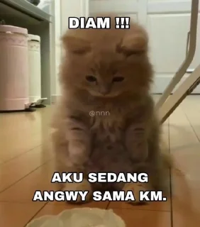 Sticker from salam, miaw miaw!
