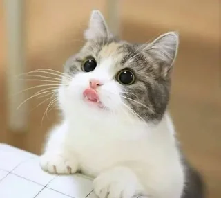 😛 emoji Cat mood || @StellarLadyy — @stckrRobot Telegram sticker 24 of 120