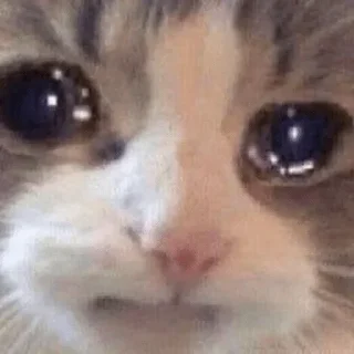 🥺 emoji °•Cat mood•° @StellarLadyy — @stckrRobot Telegram sticker 17 of 116