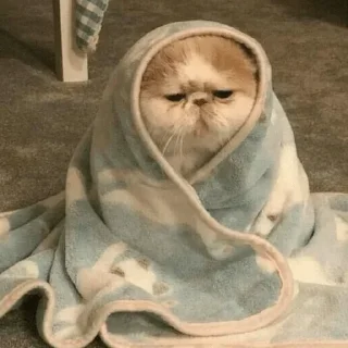 😹 emoji @StellarLadyy | random — @stckrRobot Telegram sticker 16 of 32
