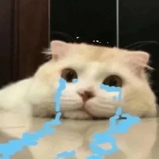 🪐 emoji Cat mood || @StellarLadyy — @stckrRobot Telegram sticker 8 of 120