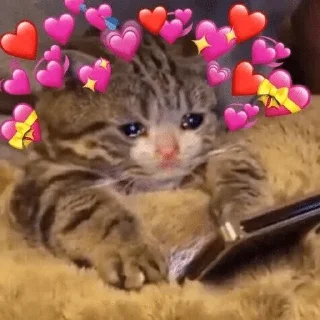 Sticker from °•Cat mood•° @StellarLadyy — @stckrRobot
