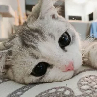 🥺 emoji Cat mood || @StellarLadyy — @stckrRobot Telegram sticker 21 of 120