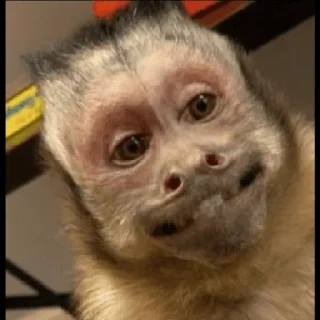 Sticker from George Monkey🐒🐒