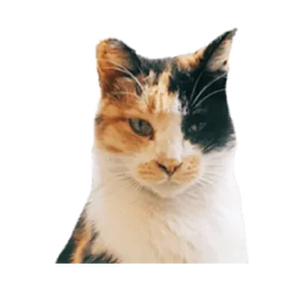 ⚪️ emoji talooong 4 | @phstickerpackganern Telegram sticker 5 of 120