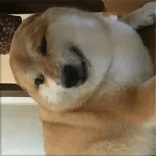 ✨ emoji Doge Telegram sticker 17 of 111