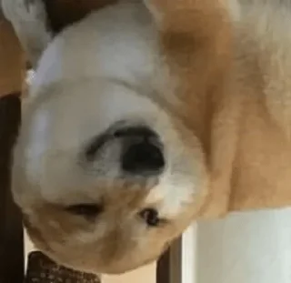 ✨ emoji Doge Telegram sticker 18 of 111