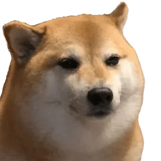 😎 emoji Doge Telegram sticker 19 of 111