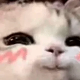Sticker from @Justdailythings | Cat Mood