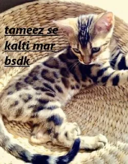 Sticker from cat mood
