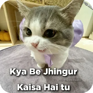 🐱 emoji ㅤ Telegram sticker 24 of 91
