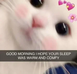 😂 emoji Lmaao Cat ( @Mlo_Op ) Telegram sticker 22 of 55