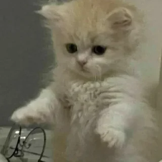 😂 emoji Lmaao Cat ( @Mlo_Op ) Telegram sticker 24 of 55