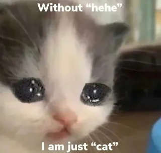 😂 emoji Lmaao Cat ( @Mlo_Op ) Telegram sticker 19 of 55