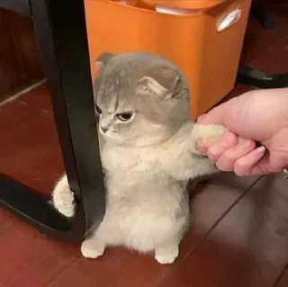 😂 emoji Lmaao Cat ( @Mlo_Op ) Telegram sticker 8 of 55