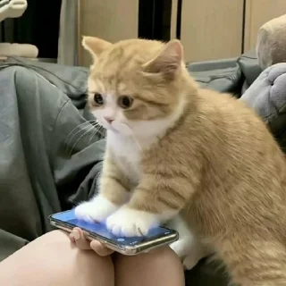😂 emoji Lmaao Cat ( @Mlo_Op ) Telegram sticker 1 of 55