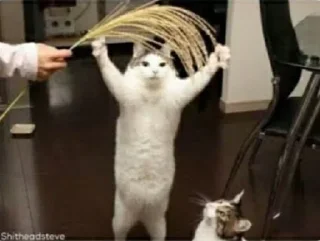 😂 emoji Lmaao Cat ( @Mlo_Op ) Telegram sticker 13 of 55