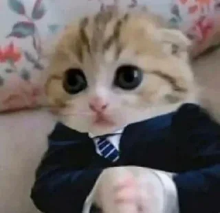 😂 emoji Lmaao Cat ( @Mlo_Op ) Telegram sticker 11 of 55